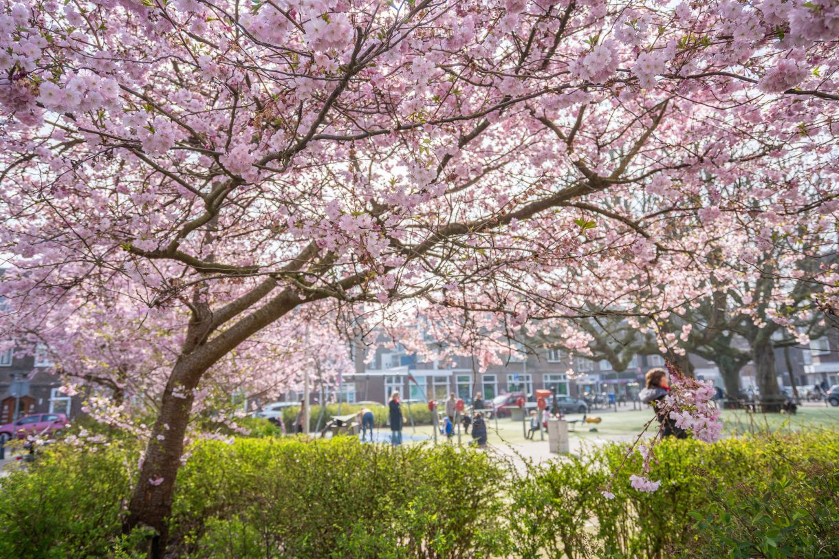 Te koop: Foto Appartement aan de Kastanjestraat 17 in 's-Gravenhage