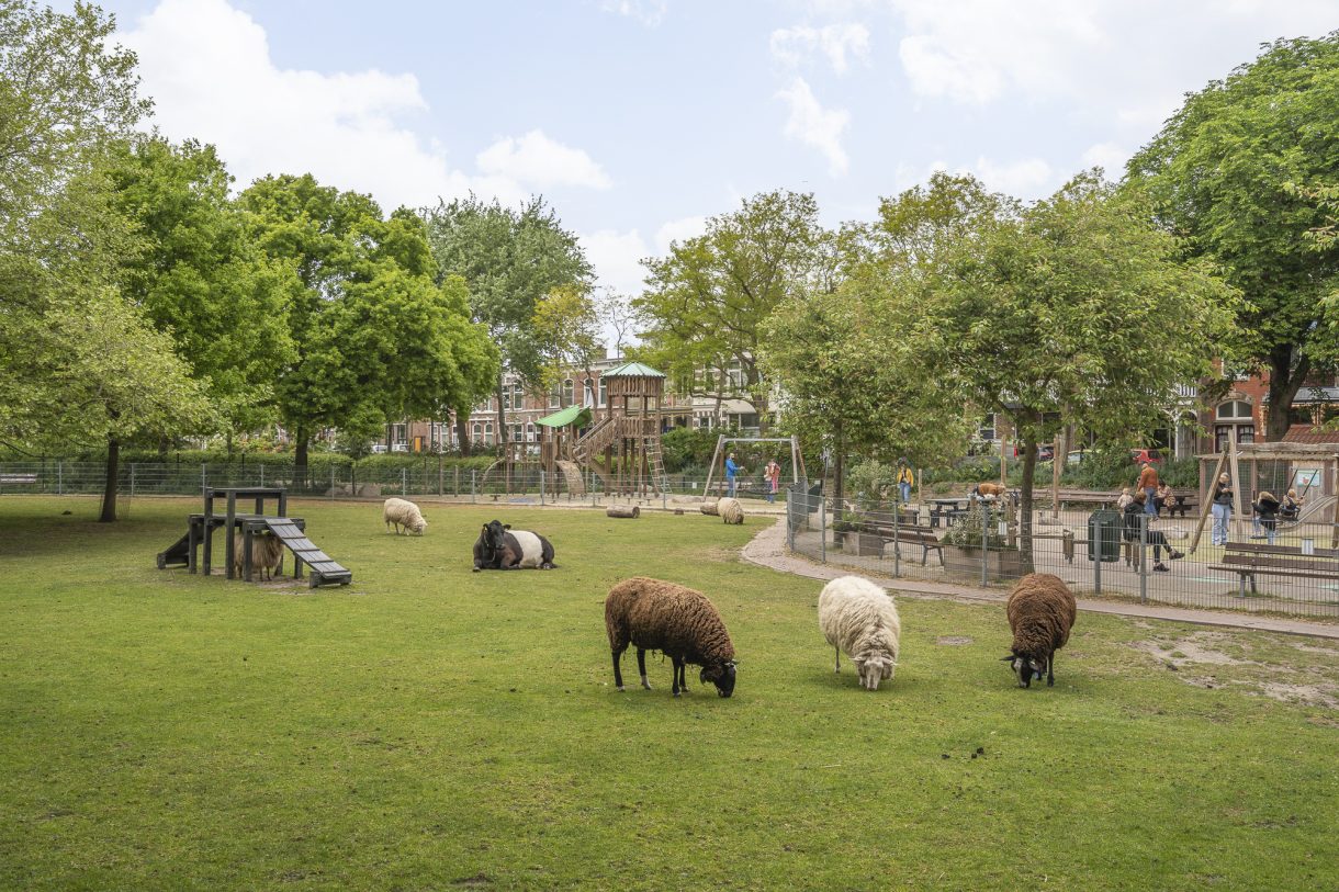 Te huur: Foto Appartement aan de Marcelisstraat 100 in 's-Gravenhage